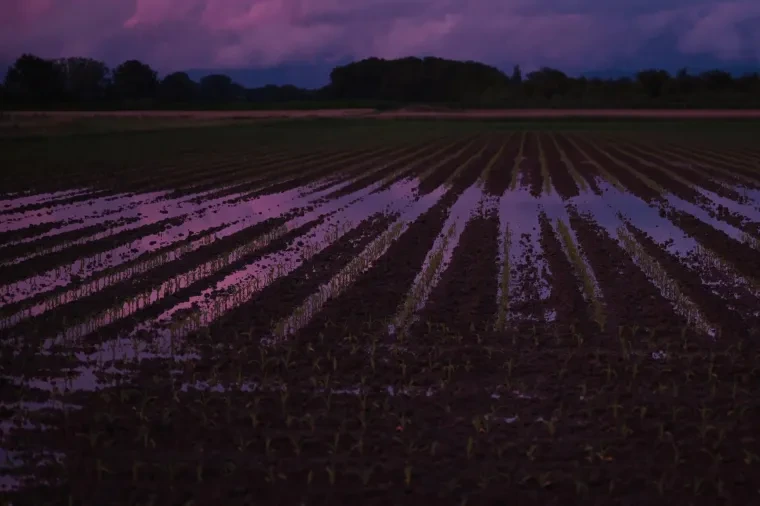 Landschaft – Ortenau, Wiese, Sonnenuntergang,Malerisch, Sommer