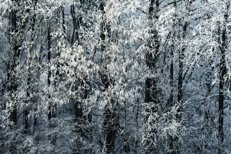 Landschaft – Ortenau, Wald, Nebel,Mystisch, Winter