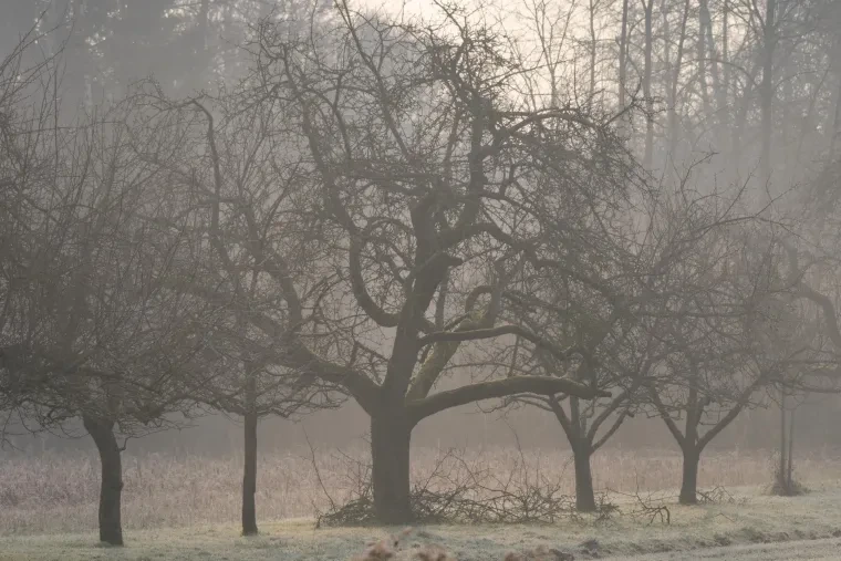 Landschaft – Ortenau, Wald, Malerisch,Mystisch, Winter