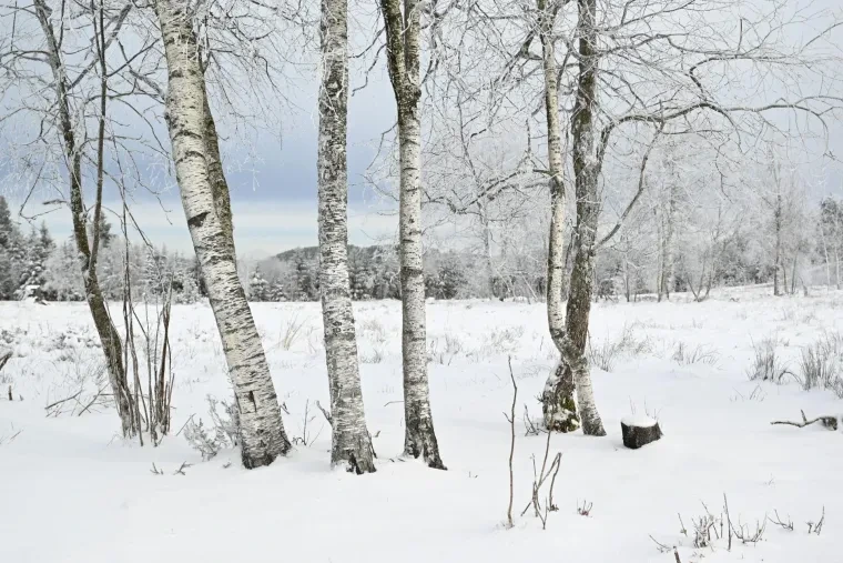 Landschaft – Schwarzwald, Wald,Moor, Malerisch,Idyllisch, Winter