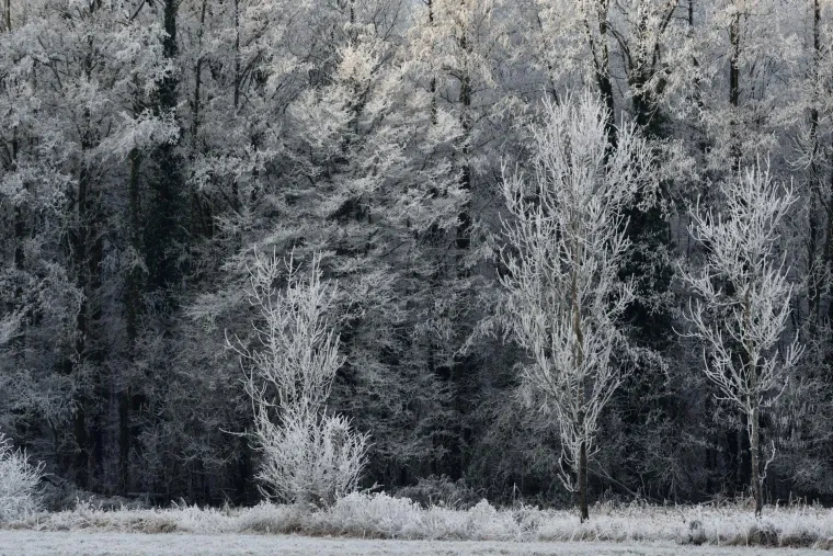 Landschaft – Ortenau, Wald, Mystisch, Winter