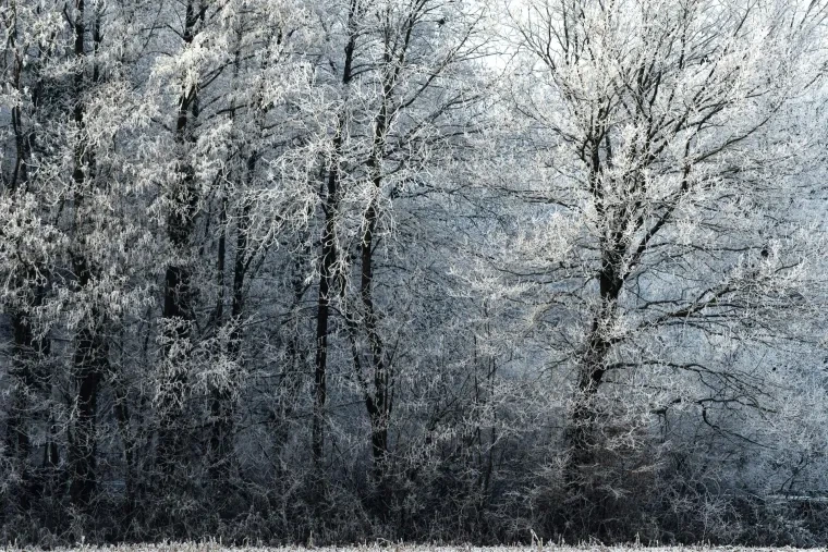 Landschaft – Ortenau, Wald, Malerisch,Mystisch, Winter