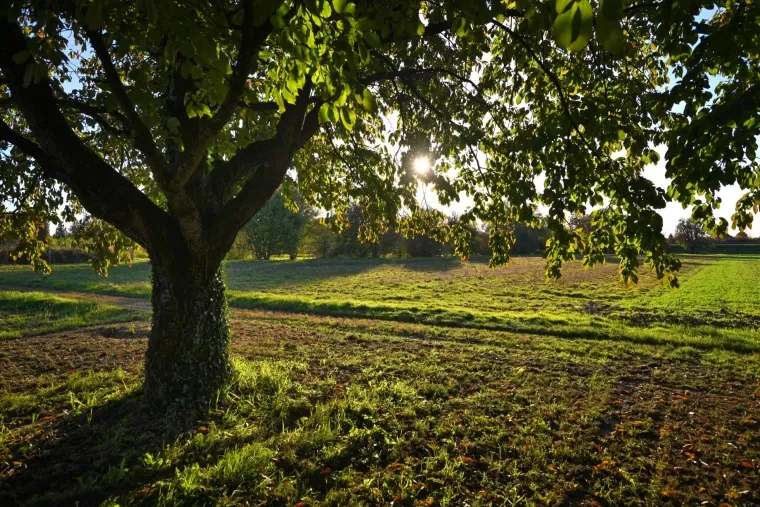 Landschaft – Ortenau, Wiese, Idyllisch,Malerisch, Sommer