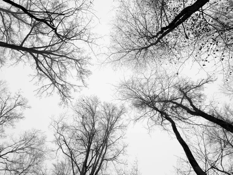 Landschaft – Ortenau, Wald, Mystisch,Nebel, Winter