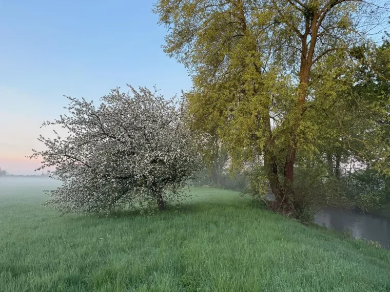 Landschaft – Ortenau, Wiese,Flusslandschaft, Malerisch,Idyllisch,Nebel, Frühling