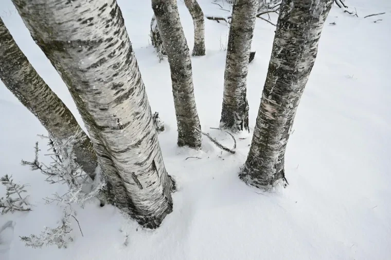 Landschaft – Schwarzwald, Wald, Malerisch,Mystisch, Winter