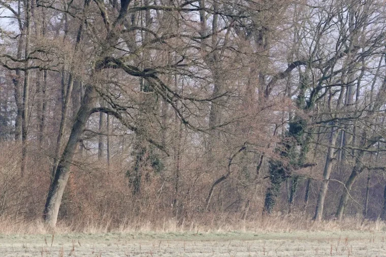 Landschaft – Ortenau, Wald, Malerisch, Herbst