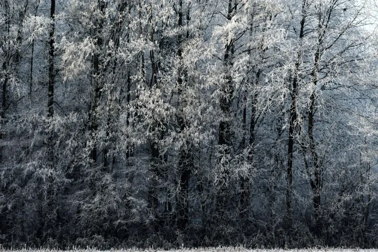 Landschaft – Ortenau, Wald, Malerisch,Mystisch, Winter