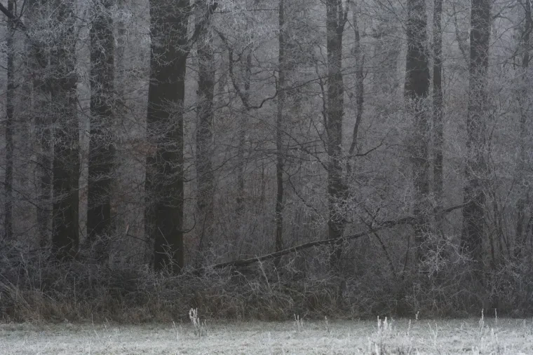 Landschaft – Ortenau, Wald, Malerisch,Mystisch, Winter