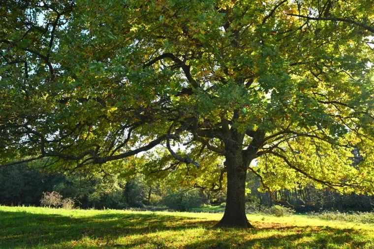 Landschaft – Ortenau, Wiese, Malerisch,Idyllisch, Herbst