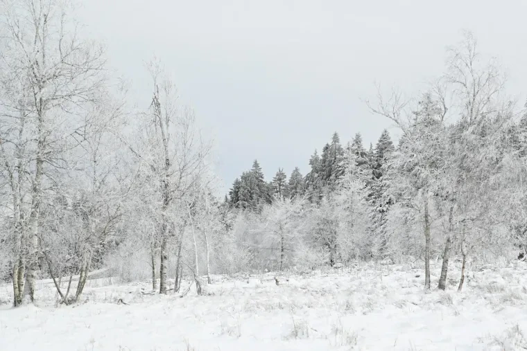 Landschaft – Schwarzwald, Wald, Malerisch,Mystisch, Winter