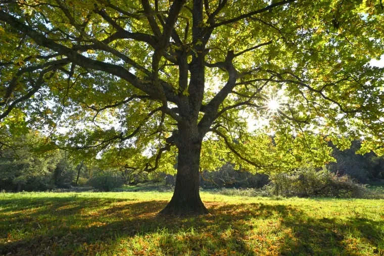 Landschaft – Ortenau, Wiese,Wald, Malerisch,Idyllisch, Herbst