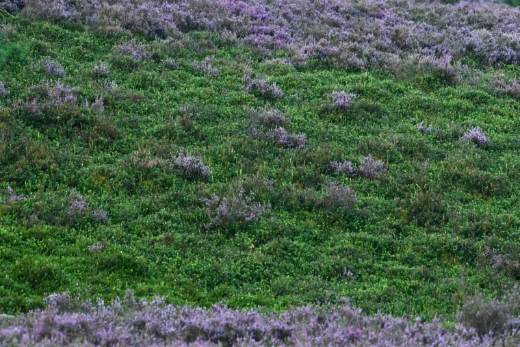 Landschaft – Lüneburger Heide, Heide, Morgenlicht,Malerisch, Spätsommer