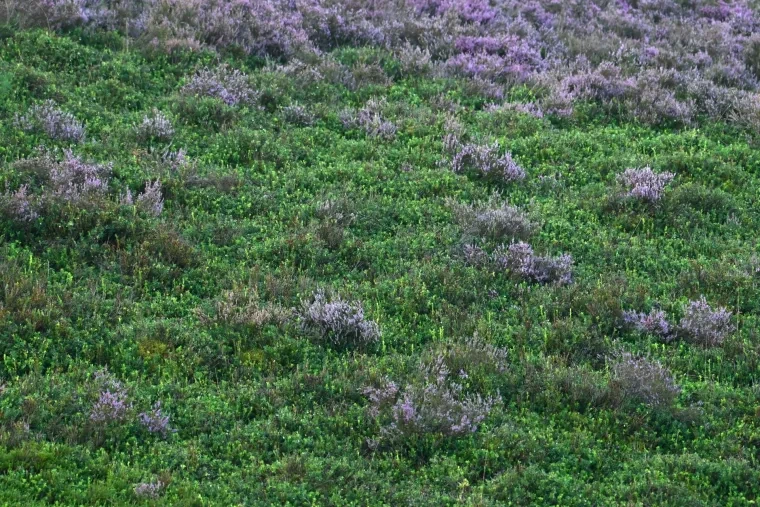 Landschaft – Lüneburger Heide, Heide, Morgenlicht,Malerisch, Spätsommer
