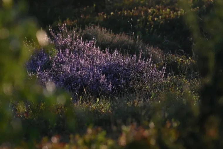 Landschaft – Lüneburger Heide, Heide, Morgenlicht,Malerisch, Spätsommer