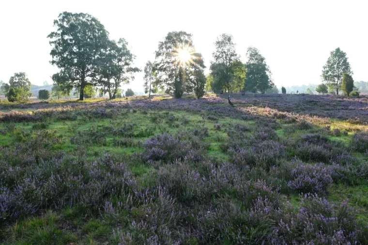 Landschaft – Lüneburger Heide, Wald, Morgenlicht,Nebel,Mystisch, Spätsommer