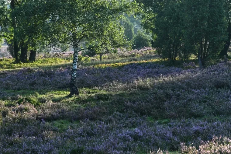 Landschaft – Lüneburger Heide, Wald, Morgenlicht,Nebel,Mystisch, Spätsommer
