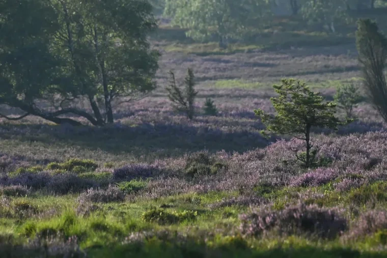 Landschaft – Lüneburger Heide, Wald, Morgenlicht,Nebel,Mystisch, Spätsommer