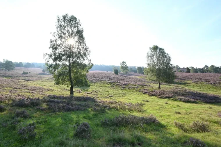 Landschaft – Lüneburger Heide, Wald, Morgenlicht,Nebel,Mystisch, Spätsommer