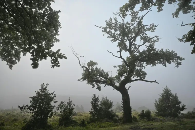 Landschaft – Lüneburger Heide, Wald, Morgenlicht,Nebel,Mystisch, Spätsommer