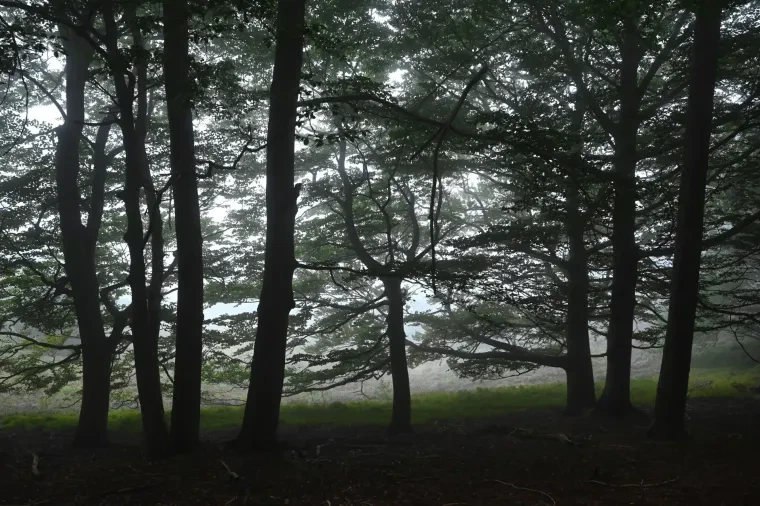 Landschaft – Lüneburger Heide, Wald, Morgenlicht,Nebel,Mystisch, Spätsommer