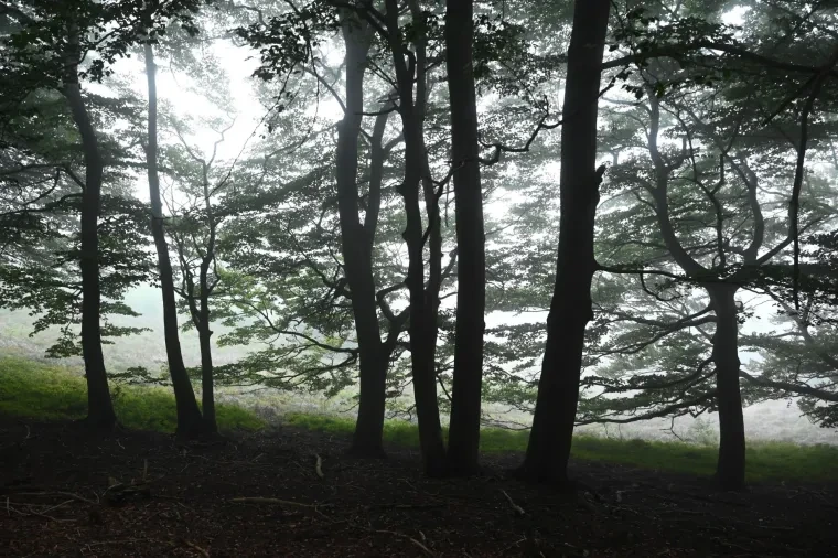 Landschaft – Lüneburger Heide, Wald, Morgenlicht,Nebel,Mystisch, Spätsommer