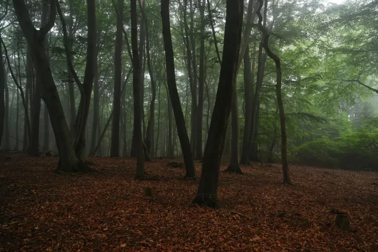 Landschaft – Lüneburger Heide, Wald, Morgenlicht,Nebel,Mystisch, Spätsommer