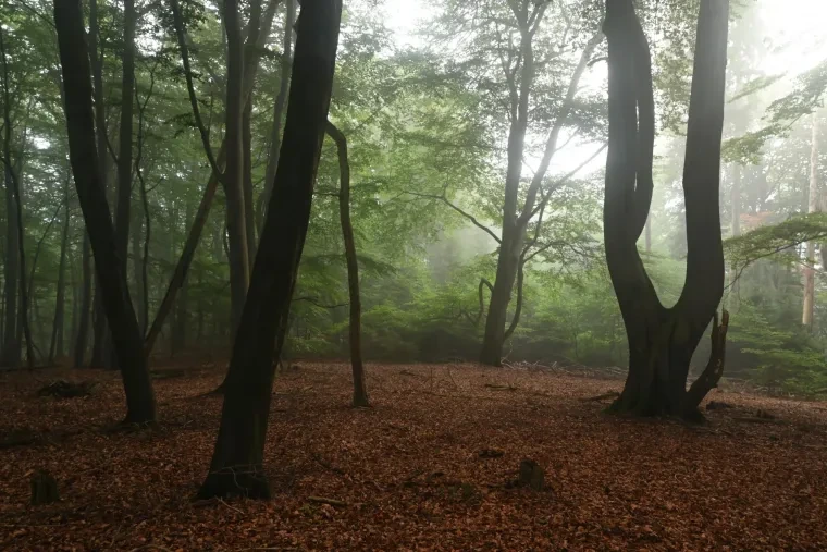 Landschaft – Lüneburger Heide, Wald, Morgenlicht,Nebel,Mystisch, Spätsommer