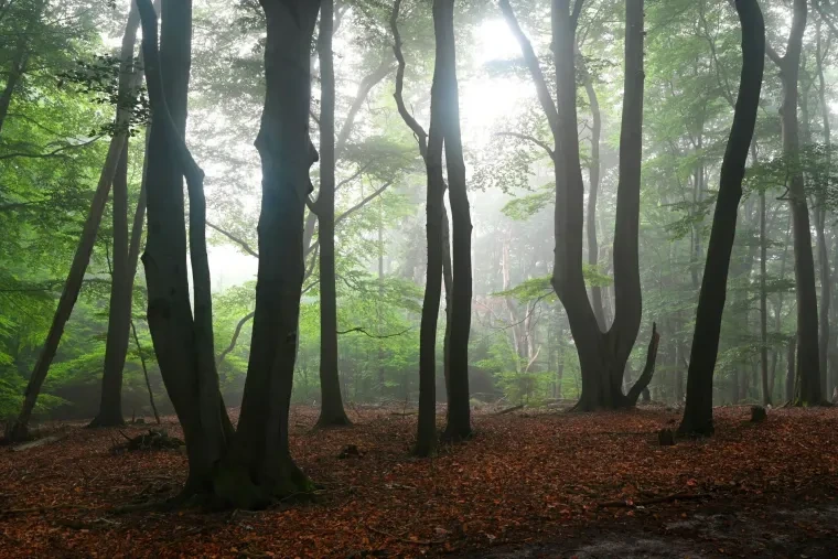 Landschaft – Lüneburger Heide, Wald, Morgenlicht,Nebel,Mystisch, Spätsommer
