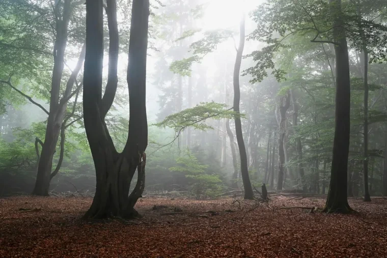 Landschaft – Lüneburger Heide, Wald, Morgenlicht,Nebel,Mystisch, Spätsommer
