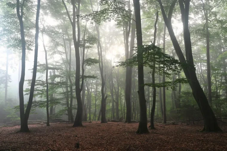 Landschaft – Lüneburger Heide, Wald, Morgenlicht,Nebel,Mystisch, Spätsommer
