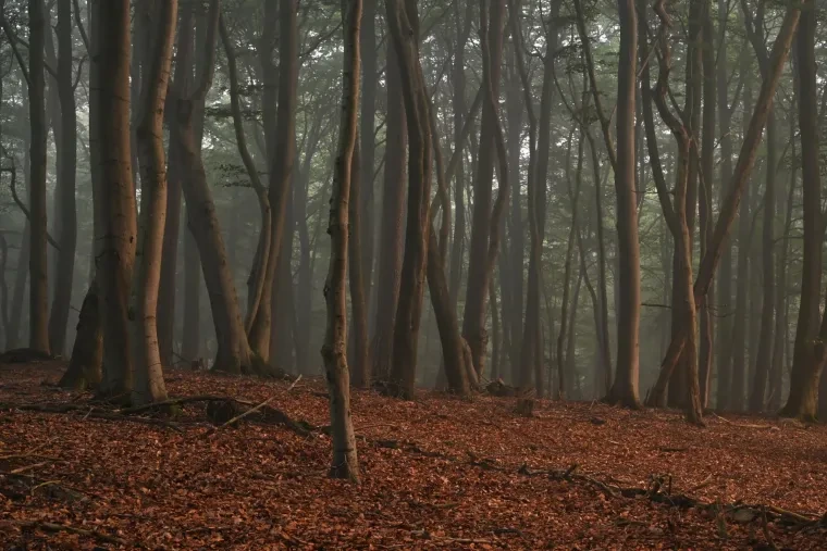 Landschaft – Lüneburger Heide, Wald, Morgenlicht,Nebel,Mystisch, Spätsommer