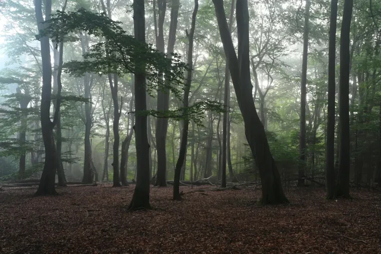Landschaft – Lüneburger Heide, Wald, Morgenlicht,Nebel,Mystisch, Spätsommer