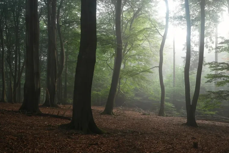 Landschaft – Lüneburger Heide, Wald, Morgenlicht,Nebel,Mystisch, Spätsommer