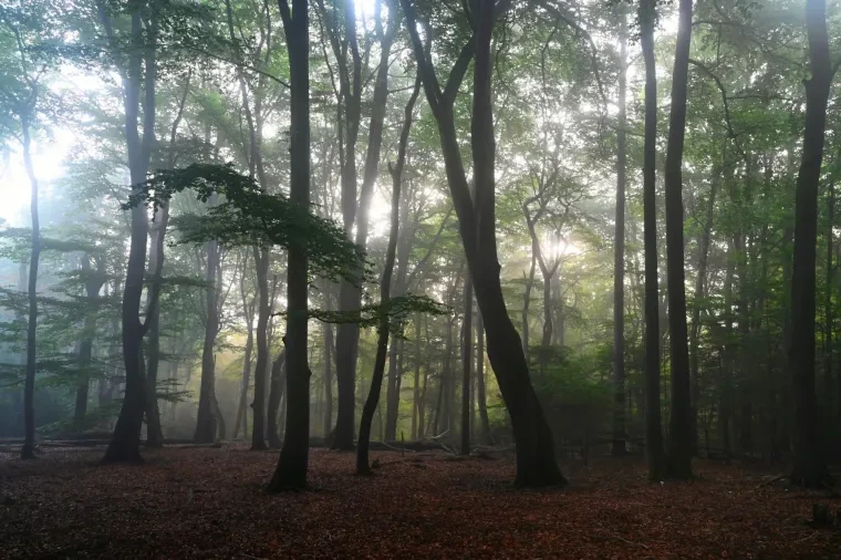 Landschaft – Lüneburger Heide, Wald, Morgenlicht,Nebel,Mystisch, Spätsommer