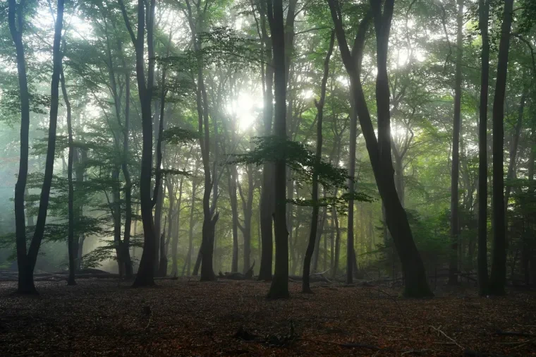Landschaft – Lüneburger Heide, Wald, Morgenlicht,Nebel,Mystisch, Spätsommer