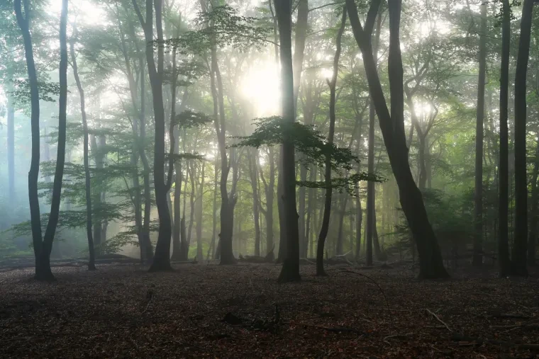 Landschaft – Lüneburger Heide, Wald, Morgenlicht,Nebel,Mystisch, Spätsommer