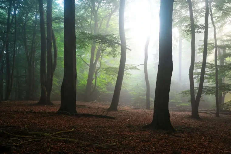 Landschaft – Lüneburger Heide, Wald, Morgenlicht,Nebel,Mystisch, Spätsommer