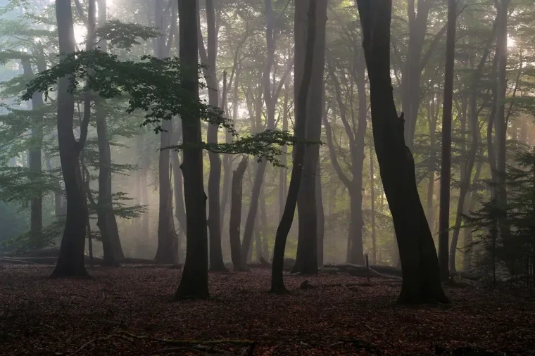 Landschaft – Lüneburger Heide, Wald, Morgenlicht,Nebel,Mystisch, Spätsommer