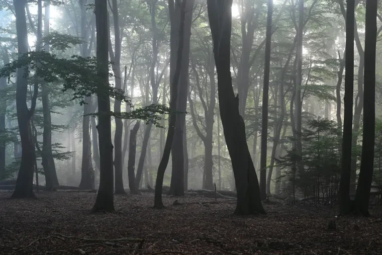 Landschaft – Lüneburger Heide, Wald, Morgenlicht,Nebel,Mystisch, Spätsommer