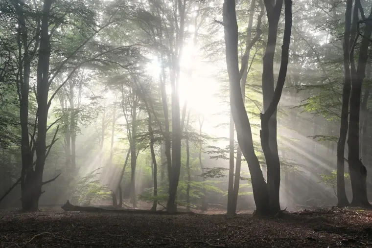 Landschaft – Lüneburger Heide, Wald, Morgenlicht,Nebel,Mystisch, Spätsommer
