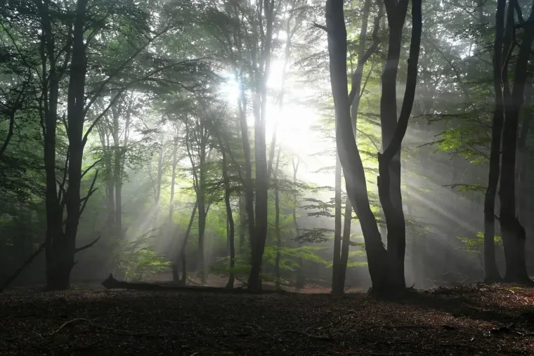 Landschaft – Lüneburger Heide, Wald, Morgenlicht,Nebel,Mystisch, Spätsommer