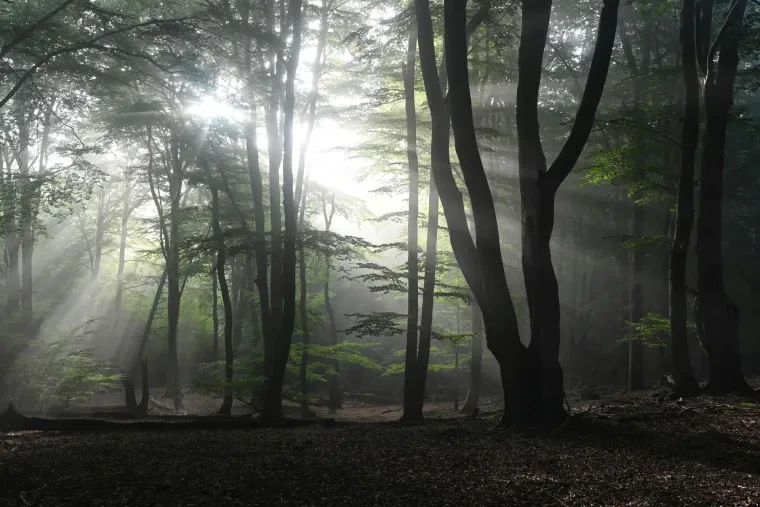 Landschaft – Lüneburger Heide, Wald, Morgenlicht,Nebel,Mystisch, Spätsommer