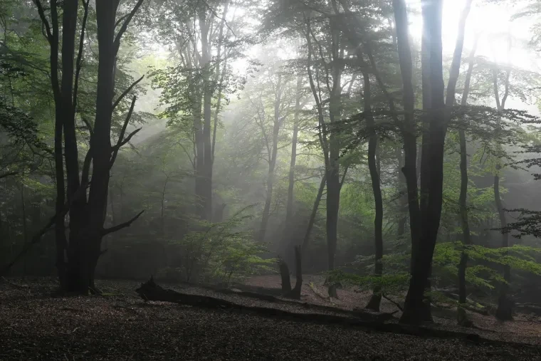 Landschaft – Lüneburger Heide, Wald, Morgenlicht,Nebel,Mystisch, Spätsommer