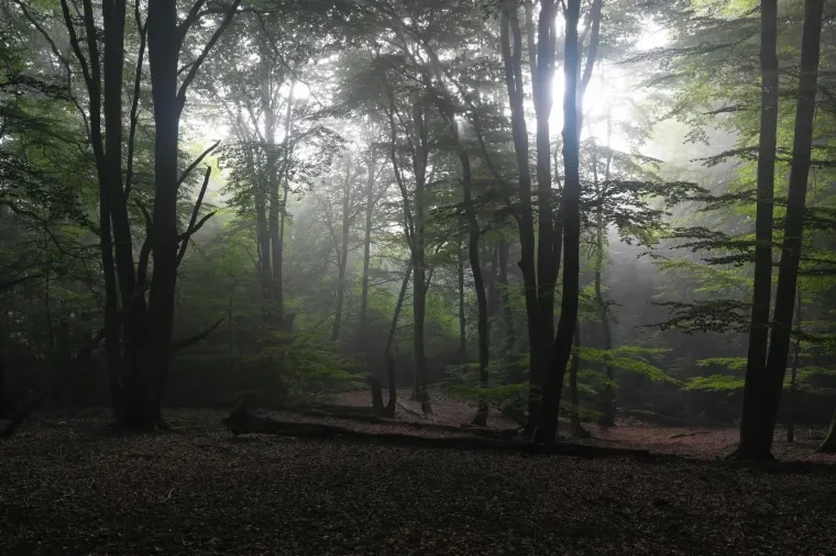 Landschaft – Lüneburger Heide, Wald, Morgenlicht,Nebel,Mystisch, Spätsommer