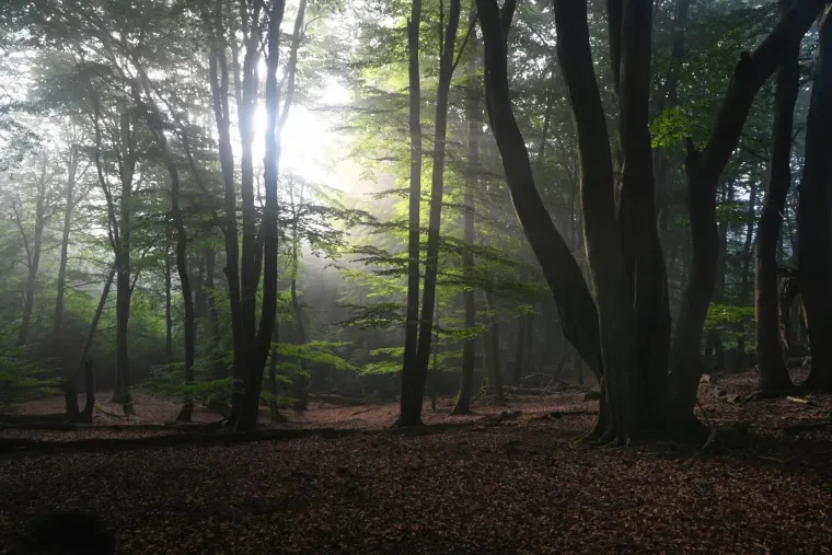 Landschaft – Lüneburger Heide, Wald, Morgenlicht,Nebel,Mystisch, Spätsommer
