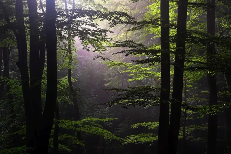 Landschaft – Lüneburger Heide, Wald, Morgenlicht,Nebel,Mystisch, Spätsommer