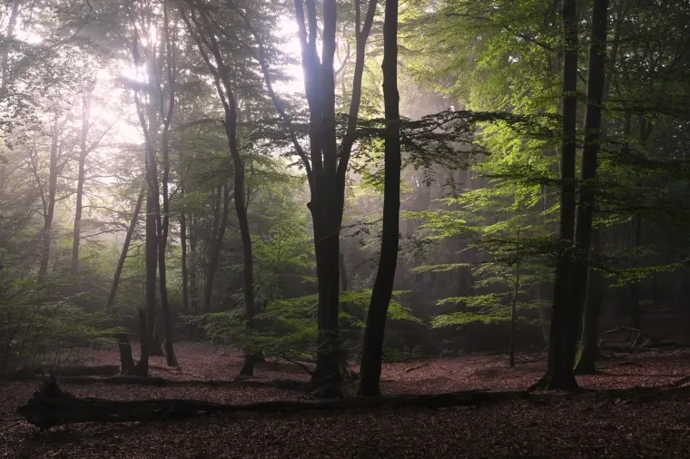 Landschaft – Lüneburger Heide, Wald, Morgenlicht,Nebel,Mystisch, Spätsommer
