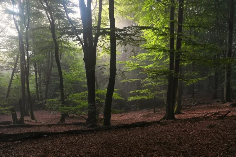 Landschaft – Lüneburger Heide, Wald, Morgenlicht,Nebel,Mystisch, Spätsommer