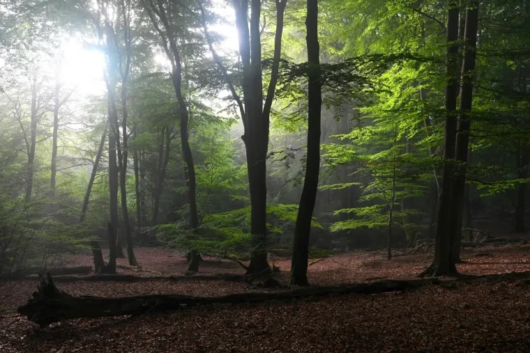 Landschaft – Lüneburger Heide, Wald, Morgenlicht,Nebel,Mystisch, Spätsommer